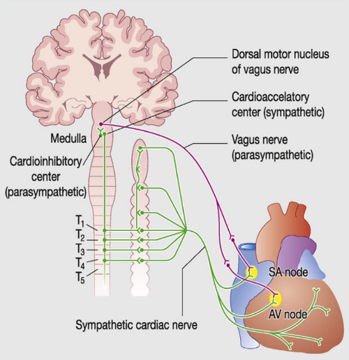 It sends impulses to parasympathetic dorsal vagus nucleus in the medulla oblongata where it will then stimulate the vagus nerve to the heart. This slows heart rate but has LITTLE to NO effect on the contraction force.
