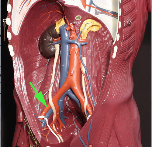 <p><span>In this model of human blood vessels, the green arrow is marking the <strong>external iliac </strong>artery.</span></p>