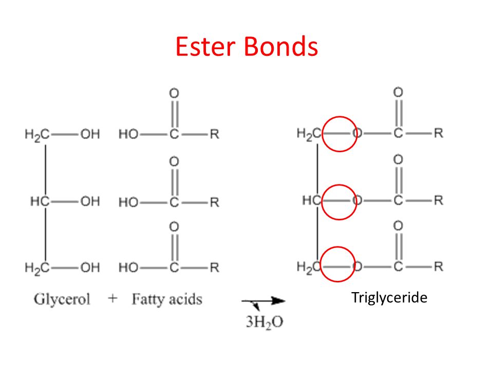 <ul><li><p>Found in triglycerides</p></li><li><p>Bond between glycerol and fatty acid</p></li><li><p>Requires a Dehydration reaction in order to form</p></li></ul>