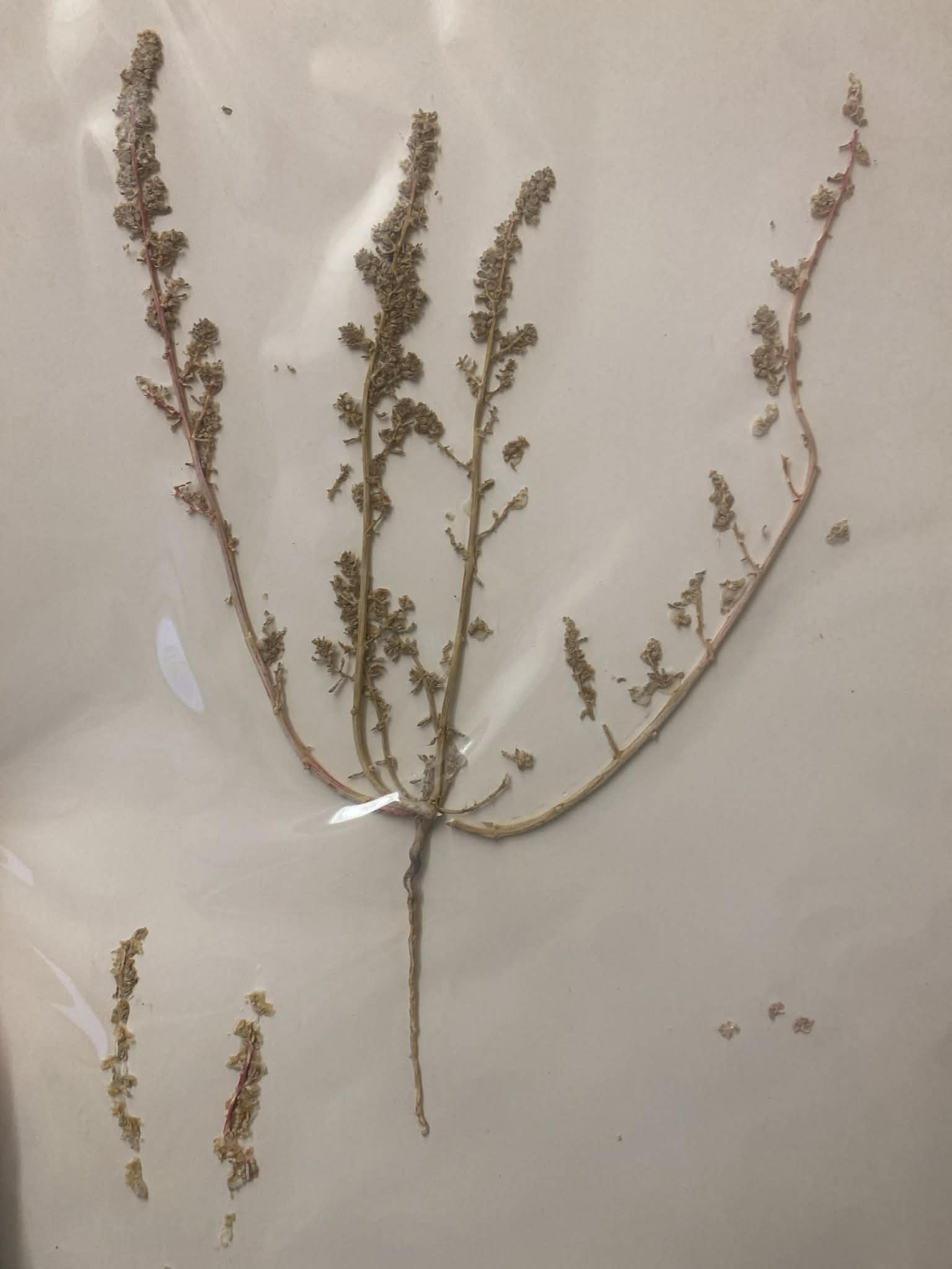 <p>Chenopodiaceae, A, I, Halogeton glomeratus, halogeton</p>