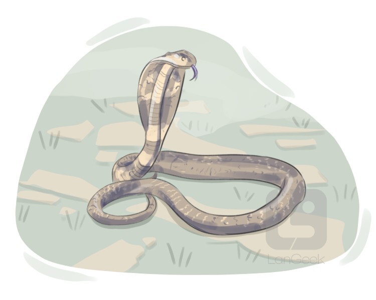 <p>rắn hổ mang</p>