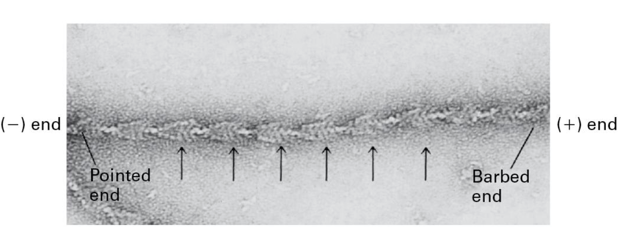 <p>Actin filaments are polarized!</p>