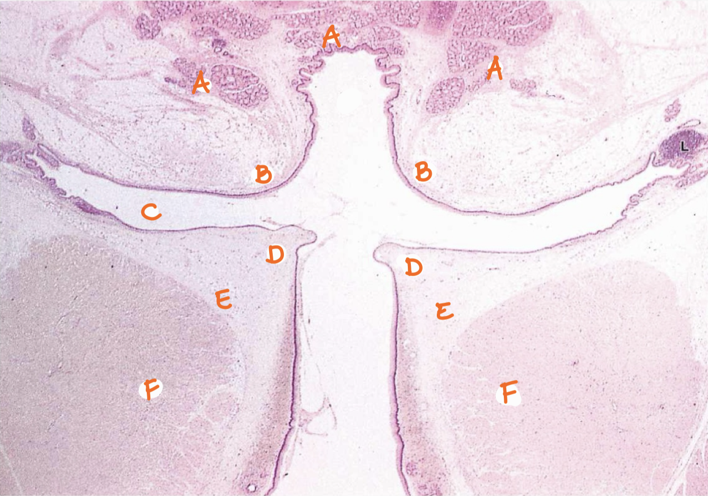 <p>Identify the structures</p>