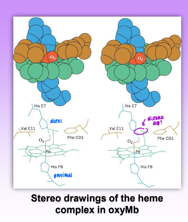 <ul><li><p>heme located in hydrophobic pockets formed by helices E and F</p><ul><li><p>maintains Fe2+ state</p></li></ul></li><li><p>oxyMb: Fe is<strong> .22 A out of plane </strong>on proximal His(3</p><ul><li><p>O2 is bound in a bent geometry</p></li></ul></li><li><p>deoxyMb: Fe is <strong>.55 A out of plane&nbsp;</strong></p></li><li><p>structures of oxyMb and deoxyMb are largely superimposable</p><ul><li><p>very dif primary but similar similar tertiary</p></li></ul></li></ul><p></p>
