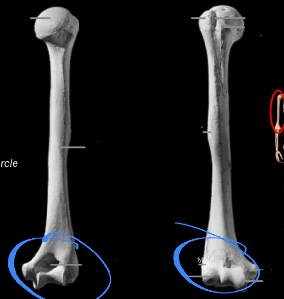 <p>Articulated with the ulna, located on the humerus</p>