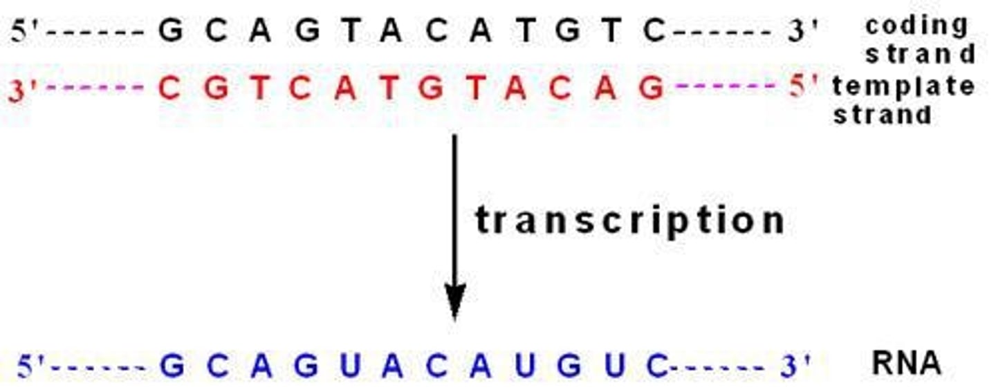 <p>Template strand for RNA synthesis, complementary to RNA.</p>