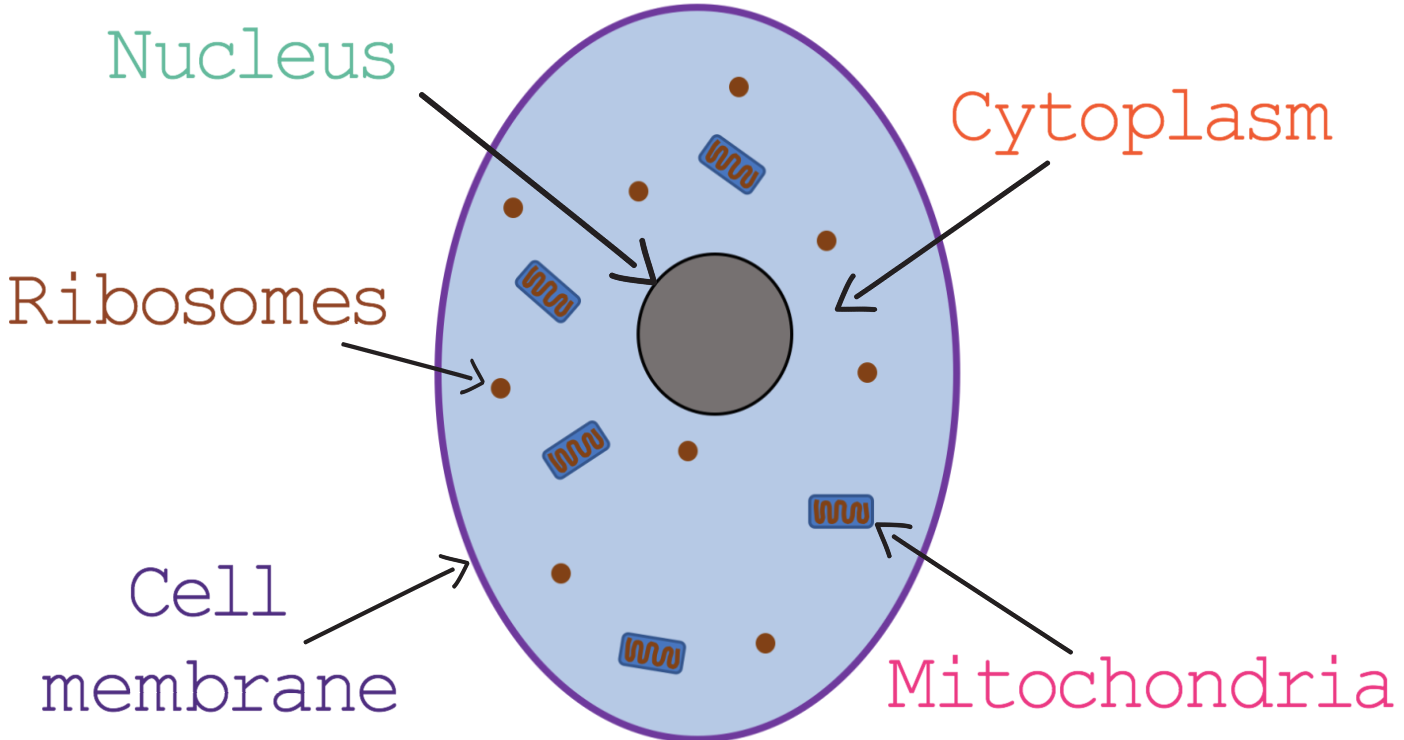 <ul><li><p>nucleus</p></li><li><p>Cytoplasm</p></li><li><p>Cell membrane</p></li><li><p>Mitochondria</p></li><li><p>Ribosomes</p></li></ul><p></p>