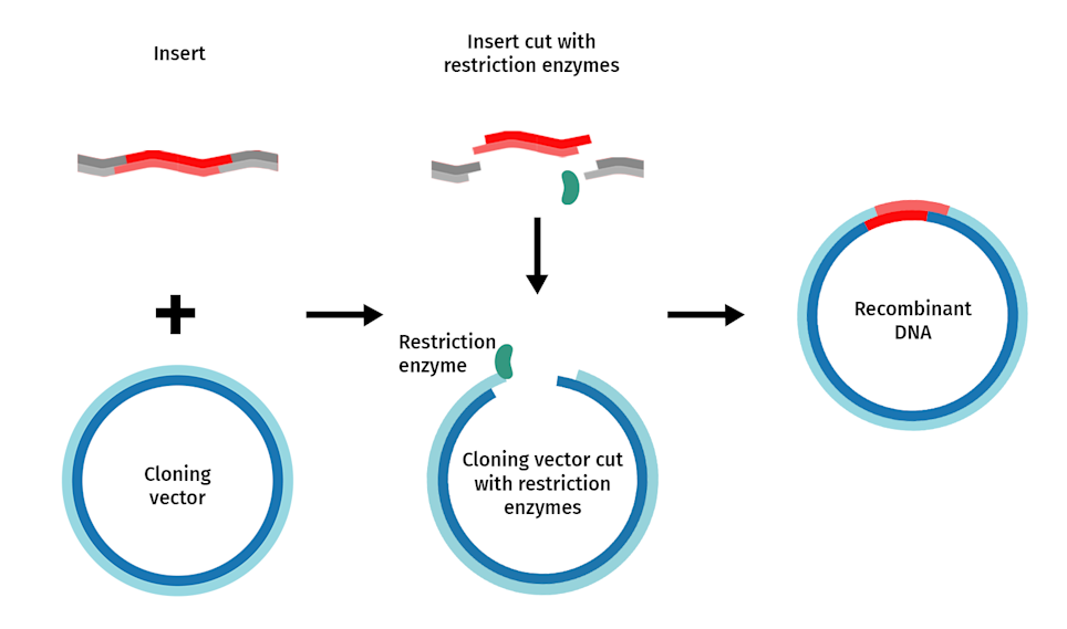 <ul><li><p>Only cut by ONE TYPE of Restriction Enzyme.</p></li><li><p>typically uses blunt ends, but CAN have sticky ends.</p></li><li><p>can be cut however many times</p></li></ul><p></p>