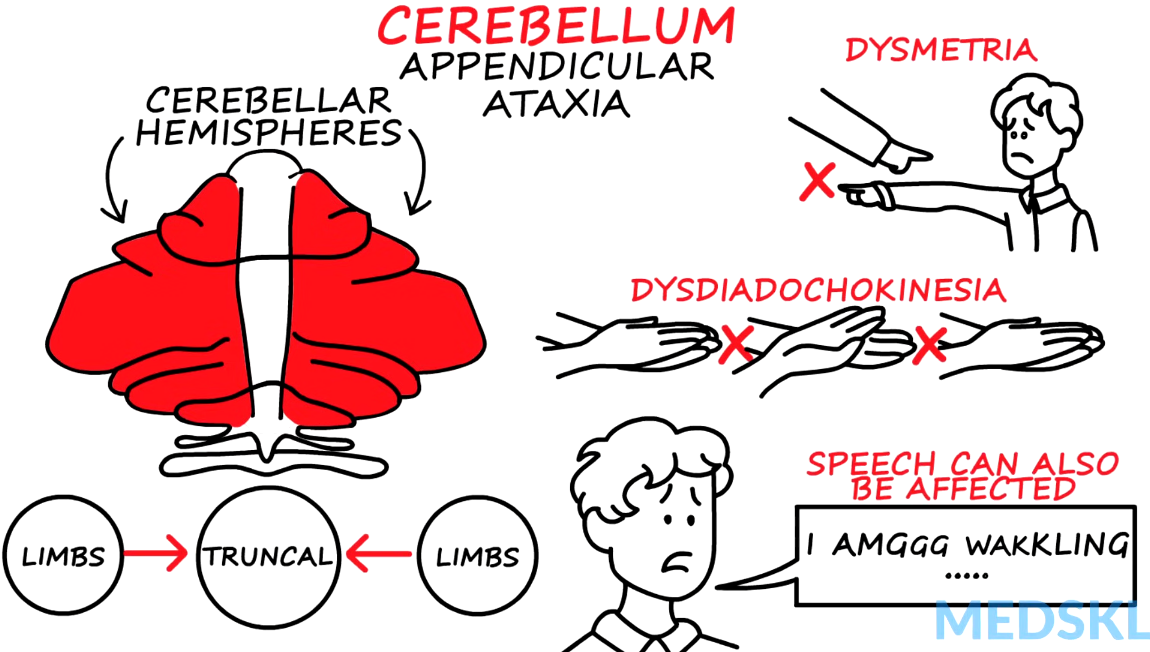 <p>Lesions in the <strong>intermediate and lateral </strong>cerebellar hemispheres <strong>affect limb movement</strong>, leading to uncoordinated motions in the arms and legs.</p>
