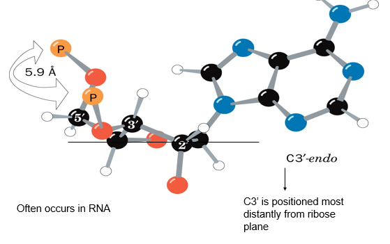 <p>C3-endo’:</p><ul><li><p>C3 of the ribose sugar is most distant from the ribose plane</p></li><li><p>5.9A between each of the two phosphatex that connects the nucleotide to others</p></li></ul><p></p>