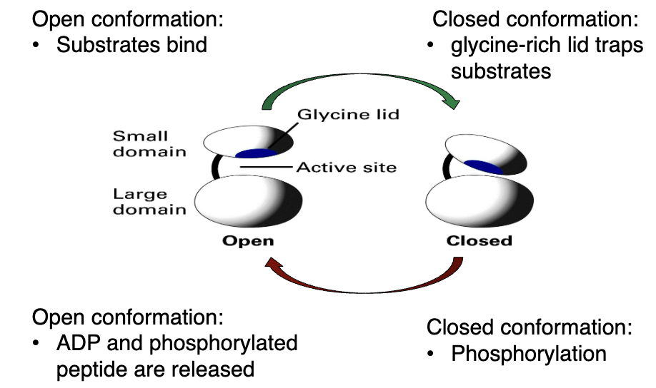 * ATP and the target peptide bind to PKA when the enzyme is in an open conformation. 
* Once binding occurs, the small domain and large domain move together due to a change in the shape of the hinge. 
* The glycine lid traps the two substrates in place inside the enzyme. 
* This also brings the substrates close together, allowing the transfer of phosphate from ATP over to the target peptide. 
* Both the target peptide, now phosphorylated, and the nucleotide, now ADP, have new shapes. 
* The phosphorylated peptide and the ADP have much lower affinities for the binding sites of PKA. 
* As PKA switches back to the open conformation, both molecules readily leave these binding sites.