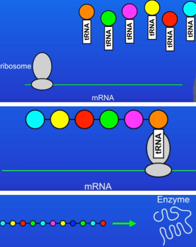 <ol start="2"><li><p>Translation</p><ul><li><p>mRNA attaches to a ribosome.</p></li><li><p>Amino acids are brought to the ribosome on carrier molecules called transfer RNA (tRNA)</p></li></ul><ul><li><p>ribosome reads the triplet bases on mRNA</p></li><li><p>uses this to join together the correct amino acids in the correct order</p></li><li><p>once protein chain is complete, it folds into its unique shape which lets the protein do its job</p></li></ul></li></ol>