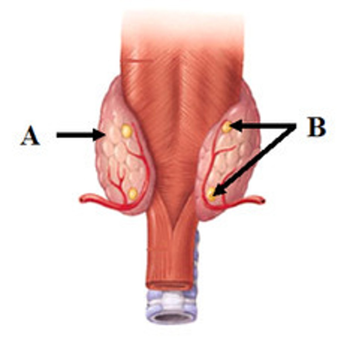 <p>What is A?</p>