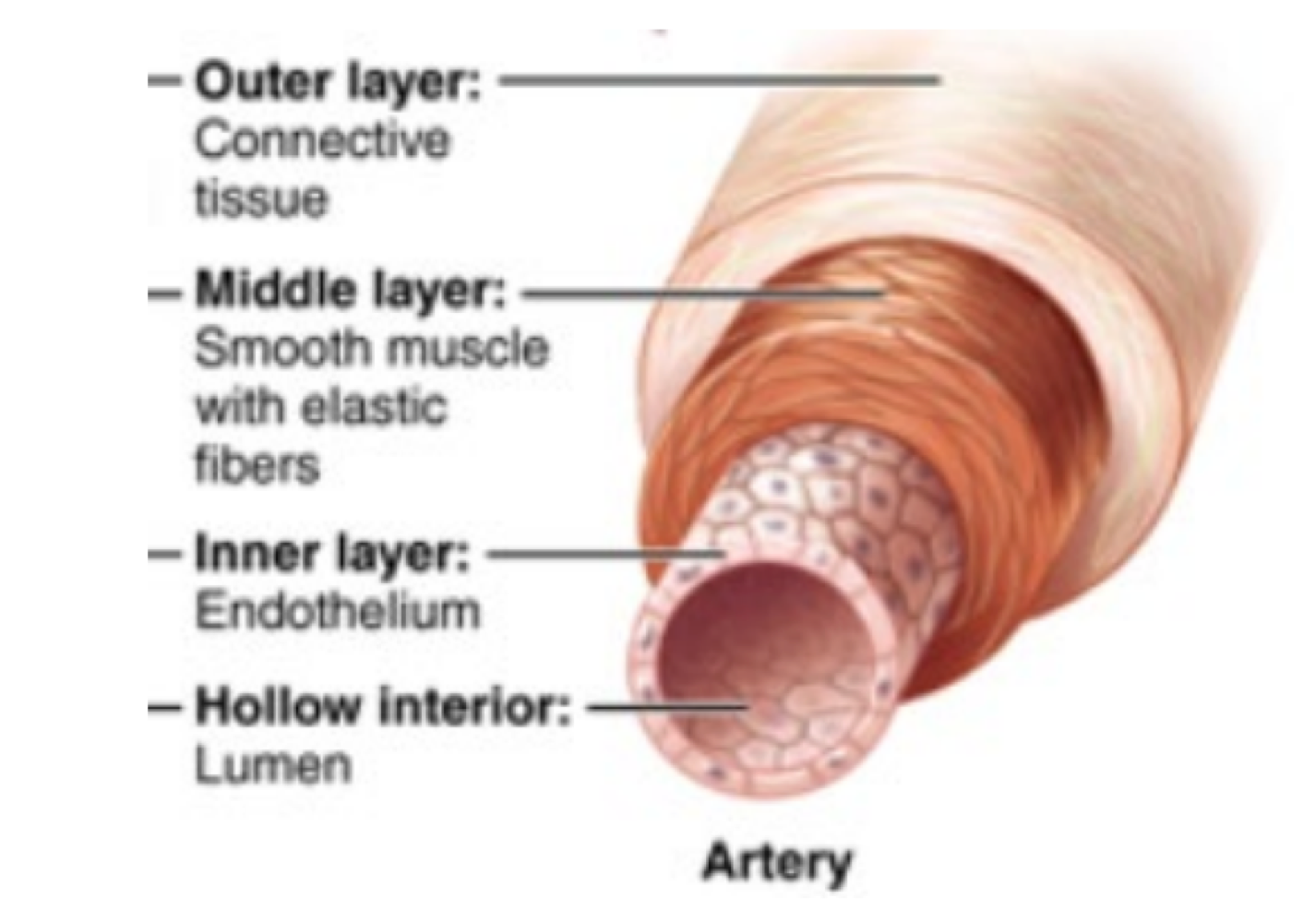 <p>arteries </p>