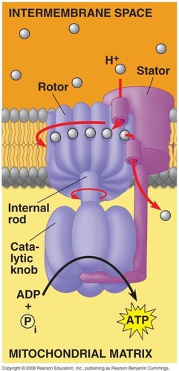 <p>It uses the H+ gradient established by the electron transport chain to drive ATP synthesis.</p>