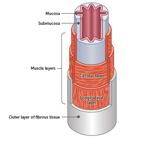 <p>. when food enters, the circular muscles contract behind the food to push it along </p><p>structure: wall of oesophagus has a double layer of muscle </p><p>—&gt; circular muscle: has muscle fibres arranged in a circle</p><p>—&gt; longitudinal muscle: has fibres arranged along the length </p>