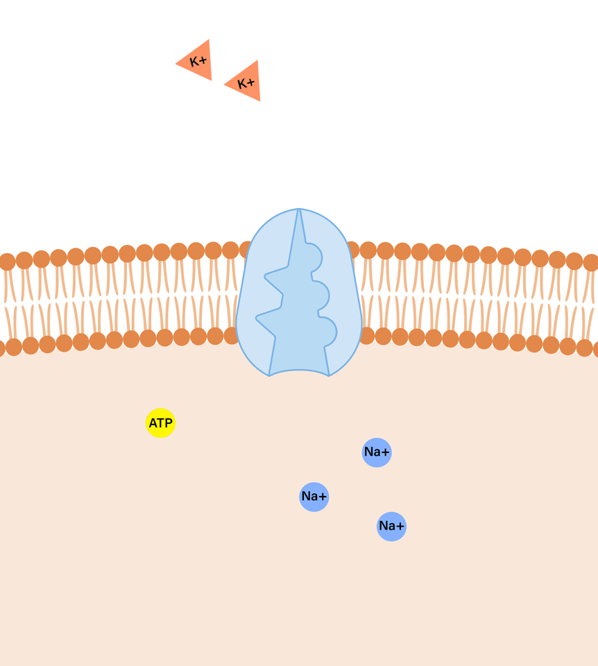 <p><u>Active Transport Pumps</u></p><ul><li><p><u>Proton Pump:</u> pumps _________ ions (H+) out of the cell, used in cellular respiration and photosynthesis.</p><ul><li><p><u>Used By:</u> plants, fungi, and bacteria.</p><p></p></li></ul></li><li><p><u>Electrogenic Pump:</u> proteins that generate ______ across membranes, which can be used later as an energy source for cellular processes.</p><p></p></li><li><p><u>Sodium Potassium Pump:</u> a membrane bound enzyme that actively transports Sodium (Na<sup>+</sup>) and Potassium (K<sup>+</sup>) ions across the cell membrane. Crucial for maintaining the proper electrochemical _______.</p><ul><li><p><u>Purpose:</u> to maintain a high concentration of sodium ions outside the cell and potassium ions inside the cell. Contributing to the resting membrane _______.</p></li><li><p><u>Process:</u></p><p>1.) Three sodium ions from the cytoplasm bind to the Na+/K+ pump protein. 2.) The pump is phosphorylated by ATP meaning ATP donates a phosphate group to the pump which changes the pump's conformation (shape), activating it.</p><p>3.) The conformational change releases the three sodium ions outside the cell, against their concentration gradient (higher concentration of Na+ outside).</p><p>4.) Two potassium ions from the extracellular fluid bind to the pump's newly exposes sites.</p><p>5.) The phosphate group is released from the pump, causing another conformational change that returns the pump to its original shape.</p><p>6.) Two potassium ions are released into the cytoplasm.</p><p></p></li></ul></li><li><p><u>Outcome:</u> For one cycle, one ATP molecule is used, 3 Na+ ions are pumped ___, 2 K+ ions are pumped __<strong>, </strong>a net<strong> </strong>_______ charge inside the cell is established.</p></li></ul><p></p>