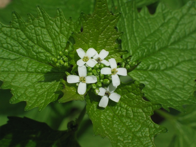 <p><em>Brassicaceae -</em> brukvovité</p><p><em>Alliaria petiolata -</em> česnáček lékařský</p>