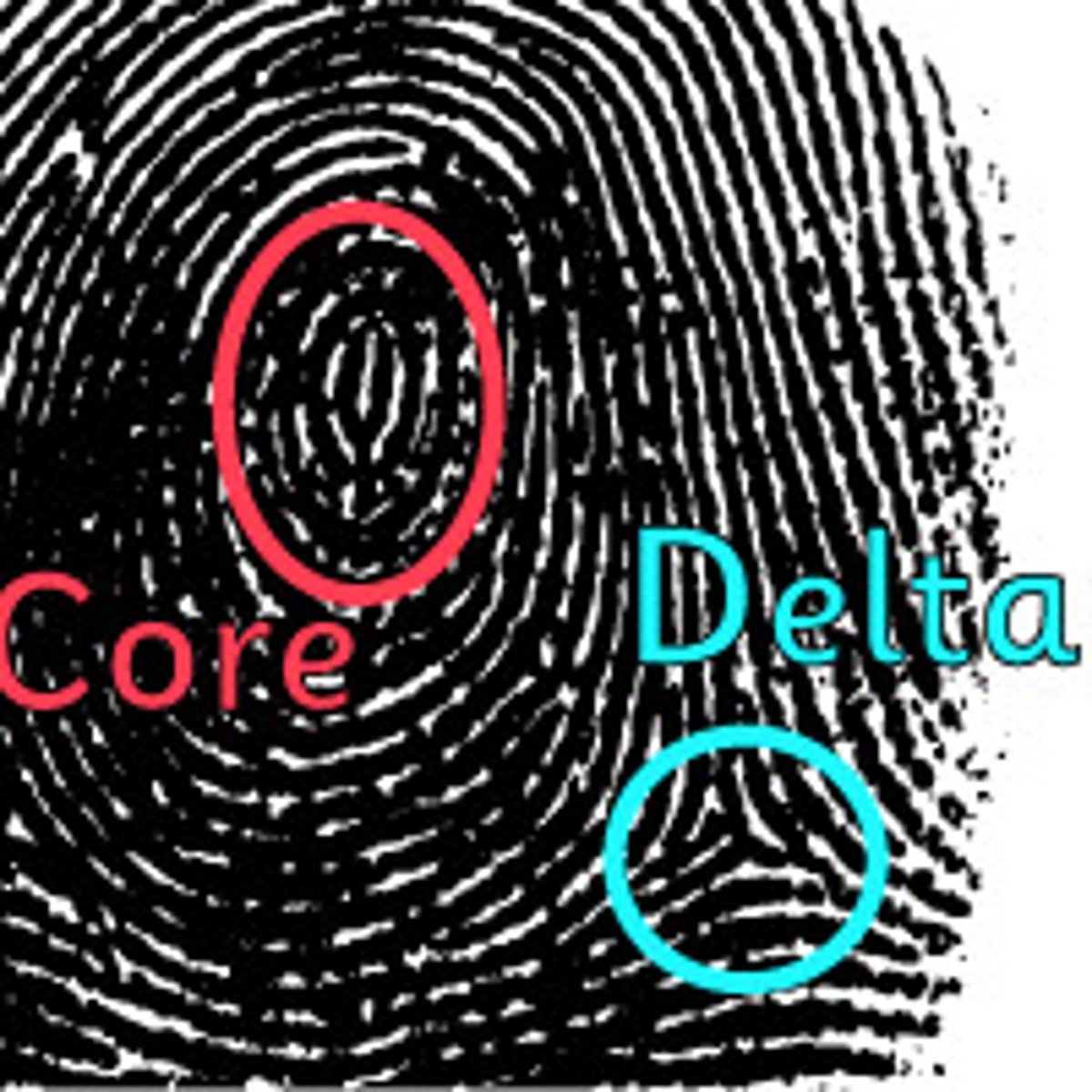 <p>The center of the circular part of a whorl or loop.</p>