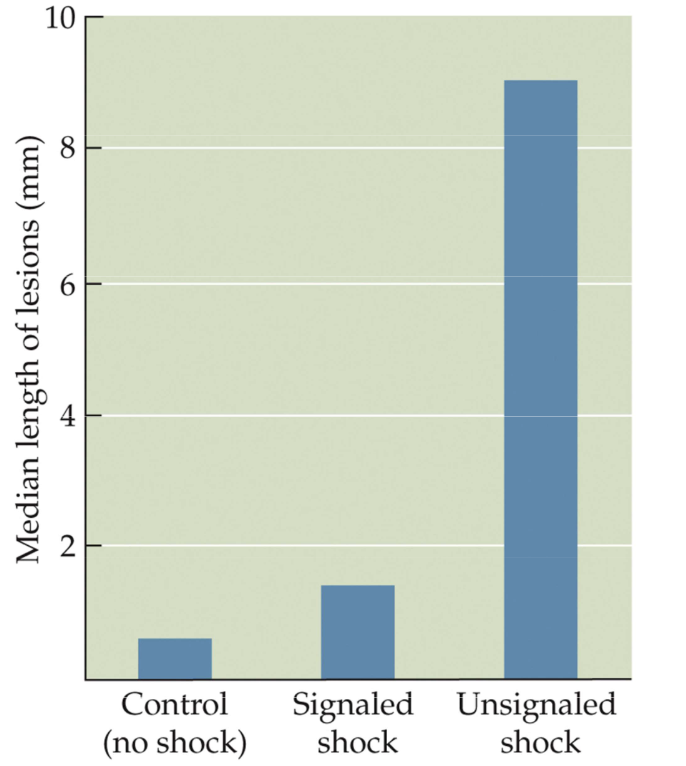 <p>1) Control</p><ul><li><p>Fewer stress-related pathologies if conditions can be controlled</p></li></ul><p>2) Predictability</p><ul><li><p>Stress that is predictable influences the stress response </p></li><li><p>(See image) Rats that heard warning bells before a shock had decreased lengths of gastric ulcerations</p></li></ul><p>3) Coping</p><ul><li><p>Therapies, hobbies, exercise</p></li></ul><p>4) Habituation</p><ul><li><p>Learning that a stressor is not as bad as it seems</p></li></ul><p></p>