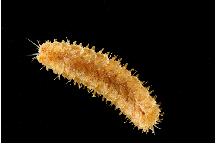 <p>What phylum does this animal belong to, and what is its feeding mode?</p>