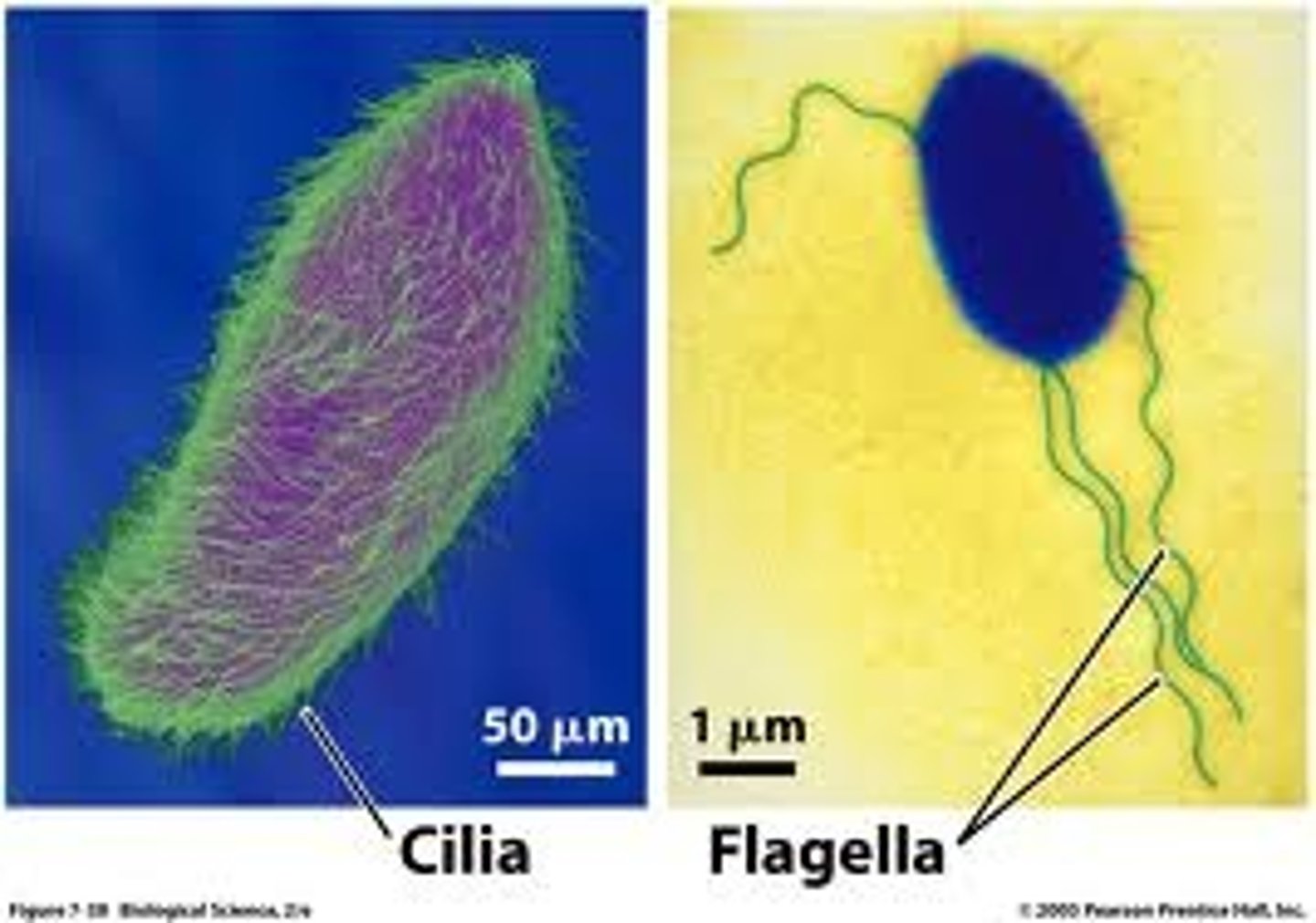 <p>Cilia and flagella are whip-like structures with a 9+2 arrangement of microtubules inside and plasma membrane on the outside. They protrude from the cell and generate movement by a beating action</p><p>Animals- Some types of animal cell have many cilia, which are small and move fluids adjacent to the cell. Male gametes (sperm) in animals have a single flagellum (tail), which is much longer than cilia and causes the sperm to move.</p><p>Plant and fungus -cells have no cilia. Some plants, including ferns and mosses, have motile male gametes with a flagellum, but conifers, flowering plants and almost all fungi do not.</p>