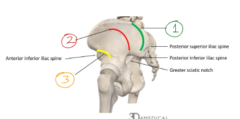 <p>Label the gluteal lines on this diagram.</p>