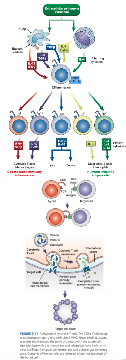 <p>T Regulatory (Treg) Cells</p>