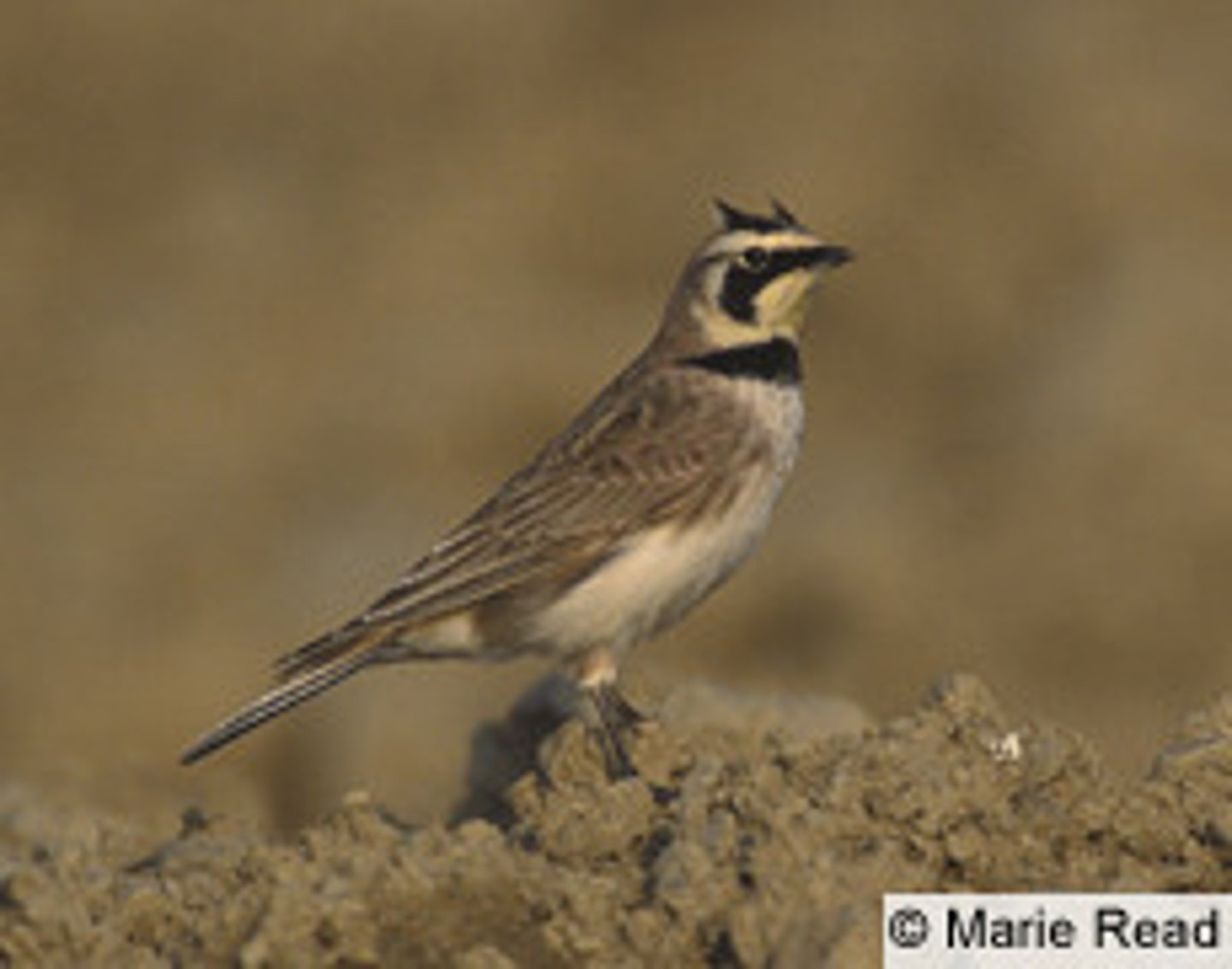 <p>Passeriformes</p><p>Alaudidae</p>