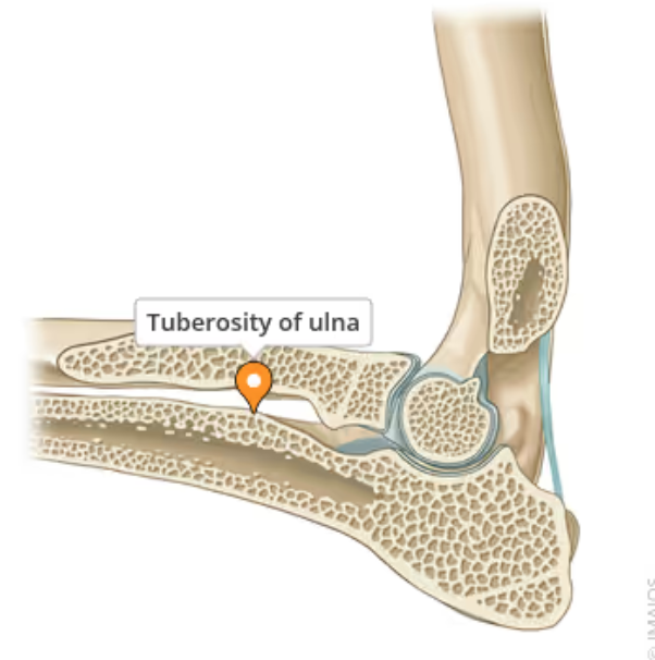 <p>A roughened area locates near the proximal end of the medial border of the ulna, just distal to the menial coronoid process</p>