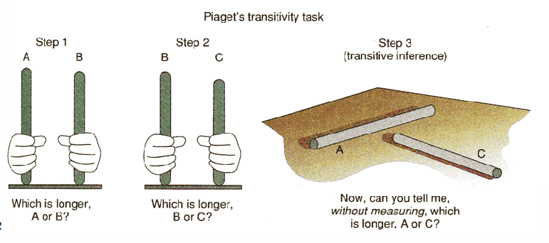 <p>Concrete operational stage</p><ul><li><p>Ability to logically combine relations to reach certain conclusions. </p><ul><li><p>Reasoning about the relations between elements in a series. </p></li><li><p><span>To draw conclusions based on information that was already presented.&nbsp;</span></p><ul><li><p>Classic test: Transitivity task</p></li></ul></li></ul></li></ul><p></p>