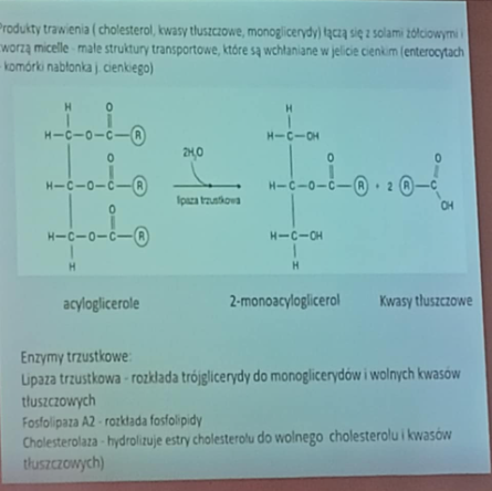 <p>są to małe struktury transportowe wchłaniane w jelicie cienkim (enterocytach) powstają poprzez połączenie produktów trawienia (cholesterolu i kwasy tłuszczowe) i soli żółciowych</p><p></p><p>lipaza trzustkowa- rozkłada trójglicerydy do monoglicerydów i wolnych kwasów tłuszczowych</p><p>fosfolipaza A2- rozkłada dosfolipidy</p><p>cholesterolaza- hydrolizzuje estry do wolnego cholesterolu i kwasów tłuszczowych</p>