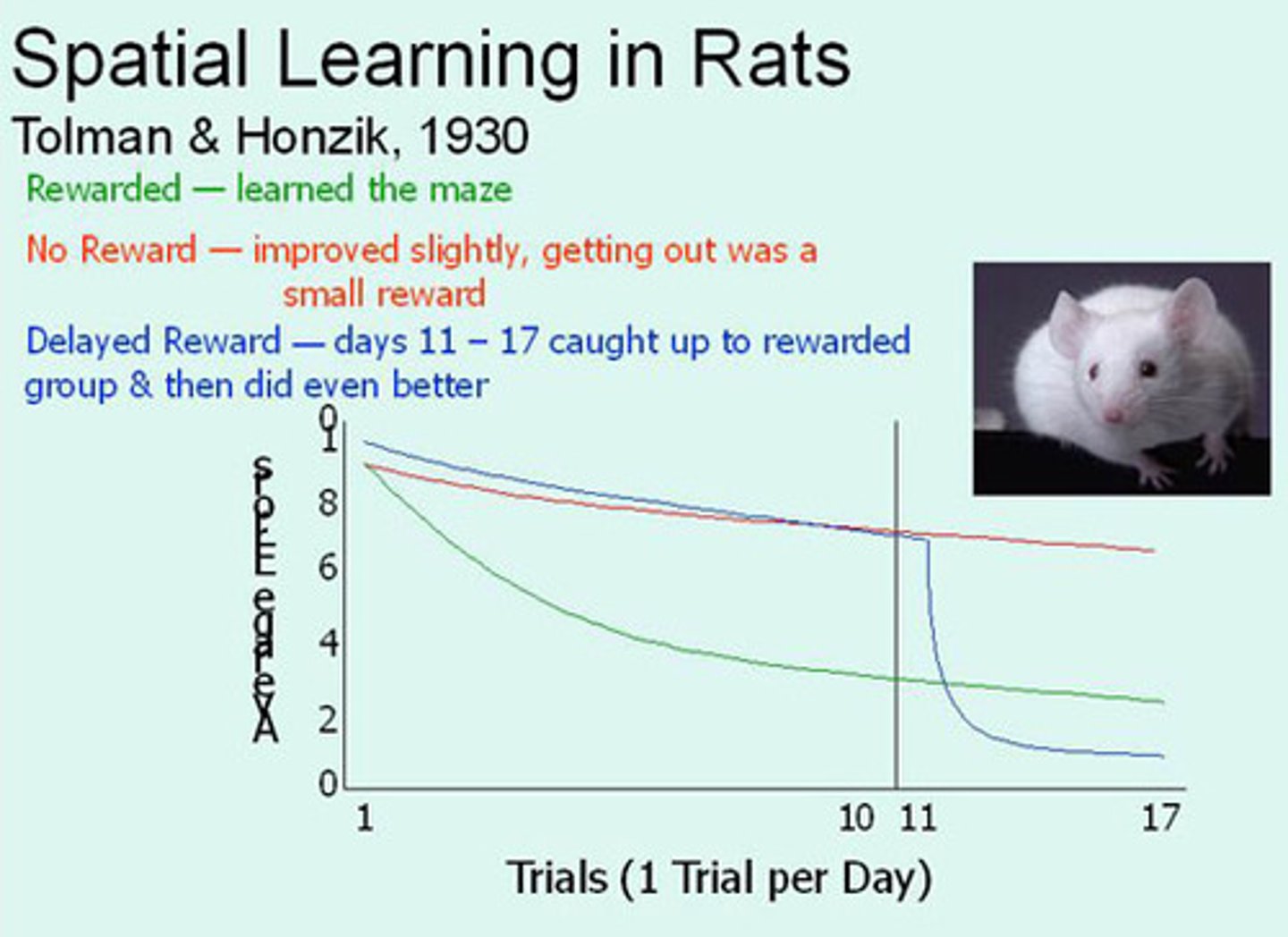 <p>(A) Latent Learning</p><p>In Latent Learning, something is learned, but not necessarily represented by any behavioral change. There was no incentive for the mice to run the maze without a reward; once a reward was introduced, they exhibited their learning.</p>