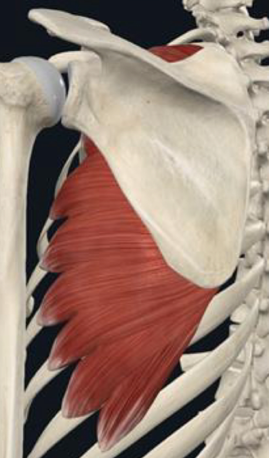 <p>What is the distal attachment of serratus anterior?</p>