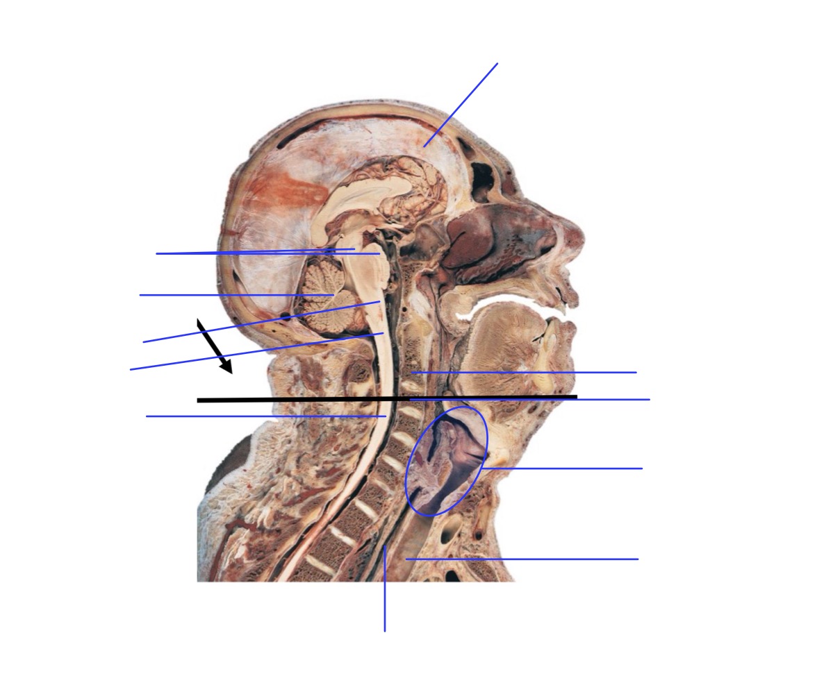 <p>Légender</p>