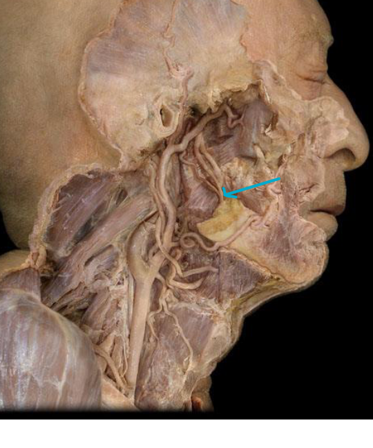 <p>what nerve and artery?</p>