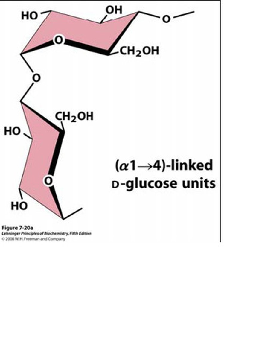 <p>Stored carbohydrate in an animal is called ________; in a plant, it is ______.</p>