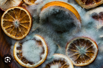 <ol><li><p>Fungi (like Decomposing Mushrooms)</p><ul><li><p>Secrete enzymes that break down dead plant and animal material<br></p></li></ul></li><li><p>Bacteria (soil decomposers)</p><ul><li><p>Also secrete enzymes to break down organic waste into nutrients</p><p></p></li></ul></li><li><p>Mold (on decaying food)</p><ul><li><p>Secretes enzymes to break down decaying food, and after digesting the food externally, it absorbs the nutrients</p></li></ul></li></ol><p></p>