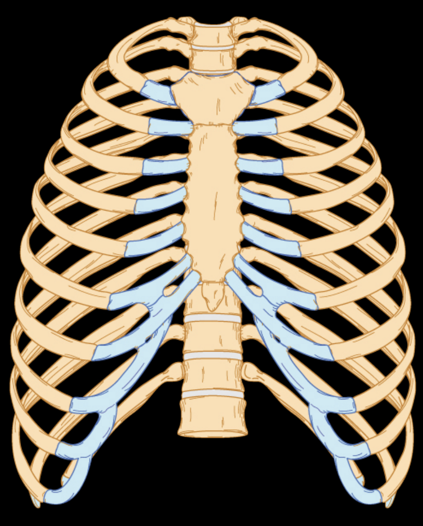 <p>What type of joint and subtype</p>