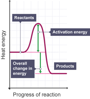 <p>Exothermic Reactions</p>