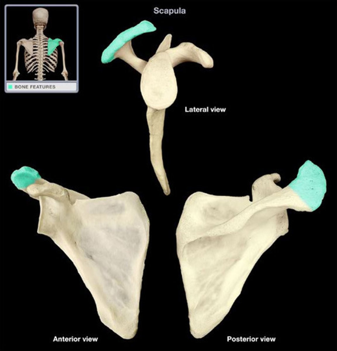 <p>Outward extension of the shoulder blade forming the point of the shoulder.Together with the coracoid process it extends laterally over the shoulder joint. The acromion is a continuation of the scapular spine, and hooks over anteriorly.</p>