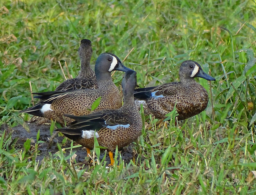 <p>Common name:</p><p>Genus and species:</p><p>Family:</p><p>Order:</p><p>Alpha Code:</p>