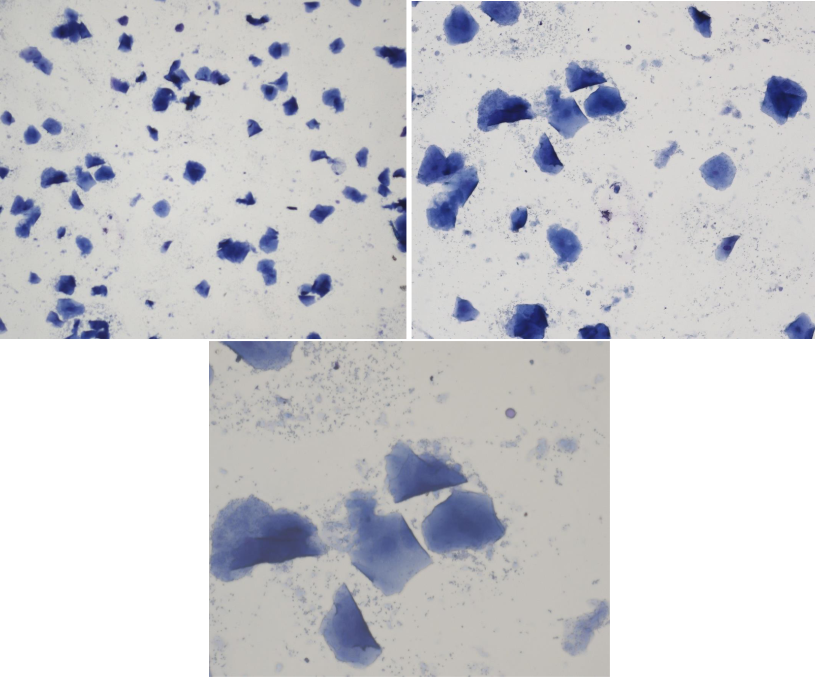 <p>Fall 1 - Zoe, Schnauzer, 7 år har haft tre kullar och ska insemineras för att öka avelsbasen<br><br>Cellbild? Cykelstadie?</p>