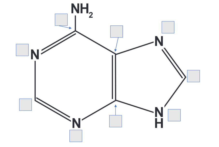 <p>Number this Adenine </p>