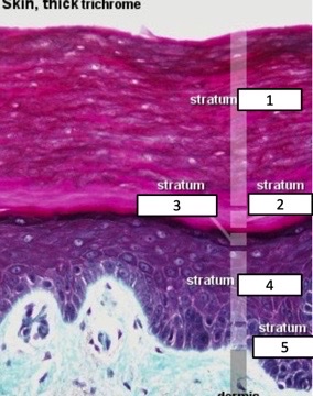 <p>name the epidermis layers</p>