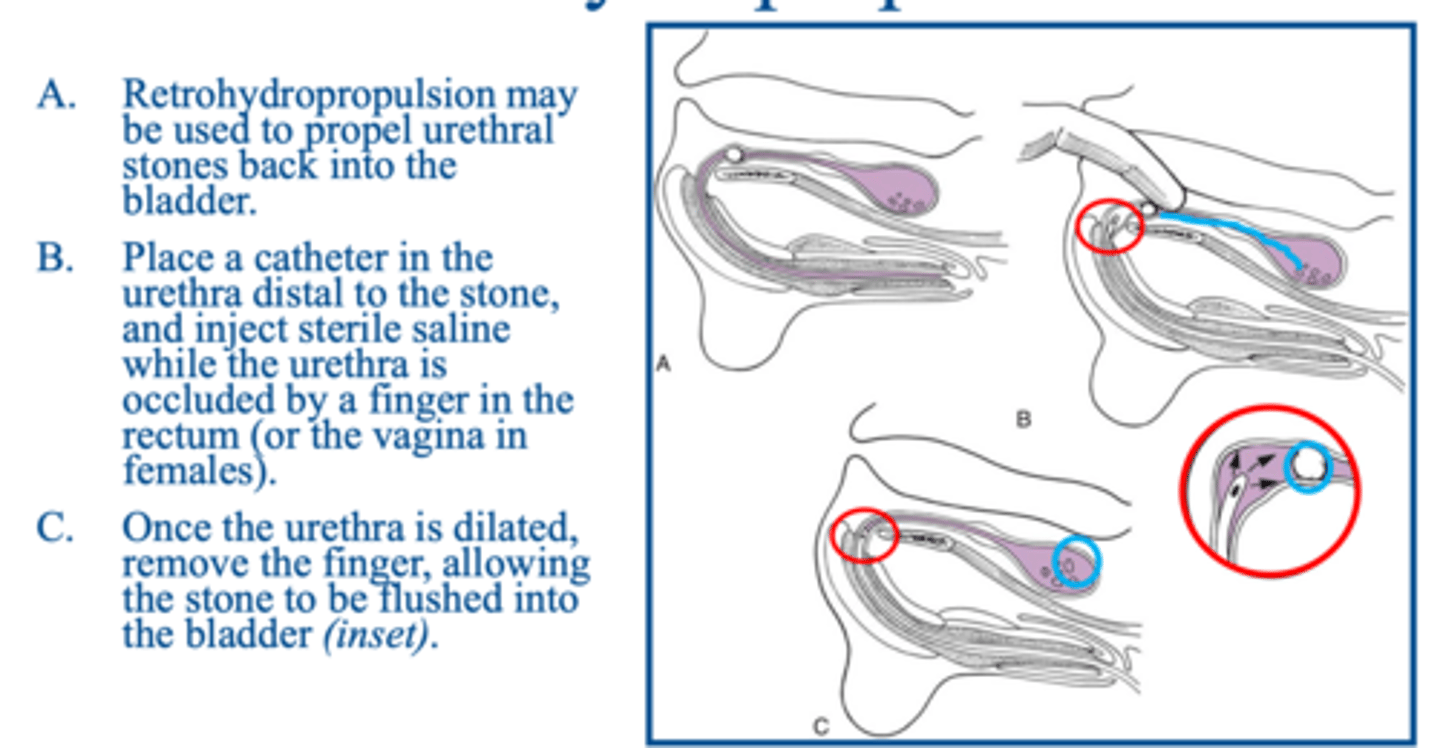 <p>what technique is shown here to push stones back into the bladder...helps to avoid performing urethrotomy</p>