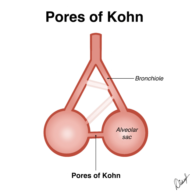 <p>What is the function of<strong> alveolar pores?</strong></p>