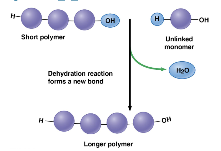 <p>Dehydration Reaction</p>