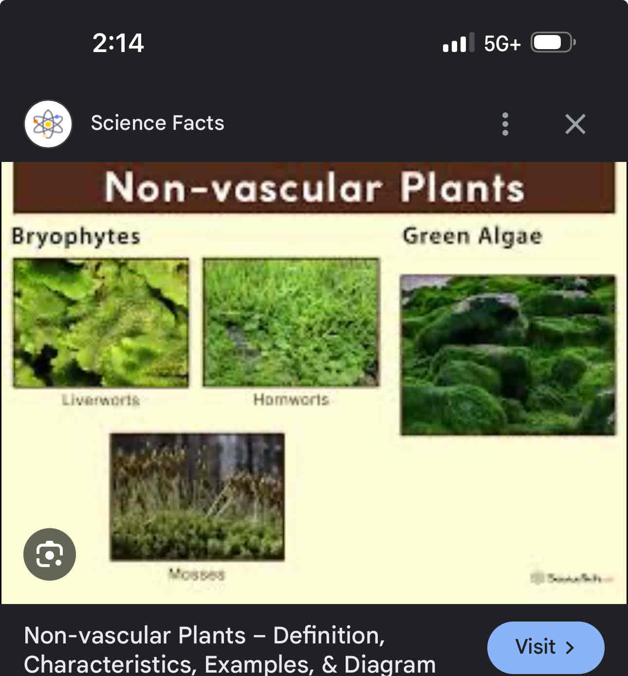 <p>Lack true roots, stem with a vascular tissue growth and grows moist environment, only grows several centimetres in height, example mosses, liverwort, and hornworts</p>