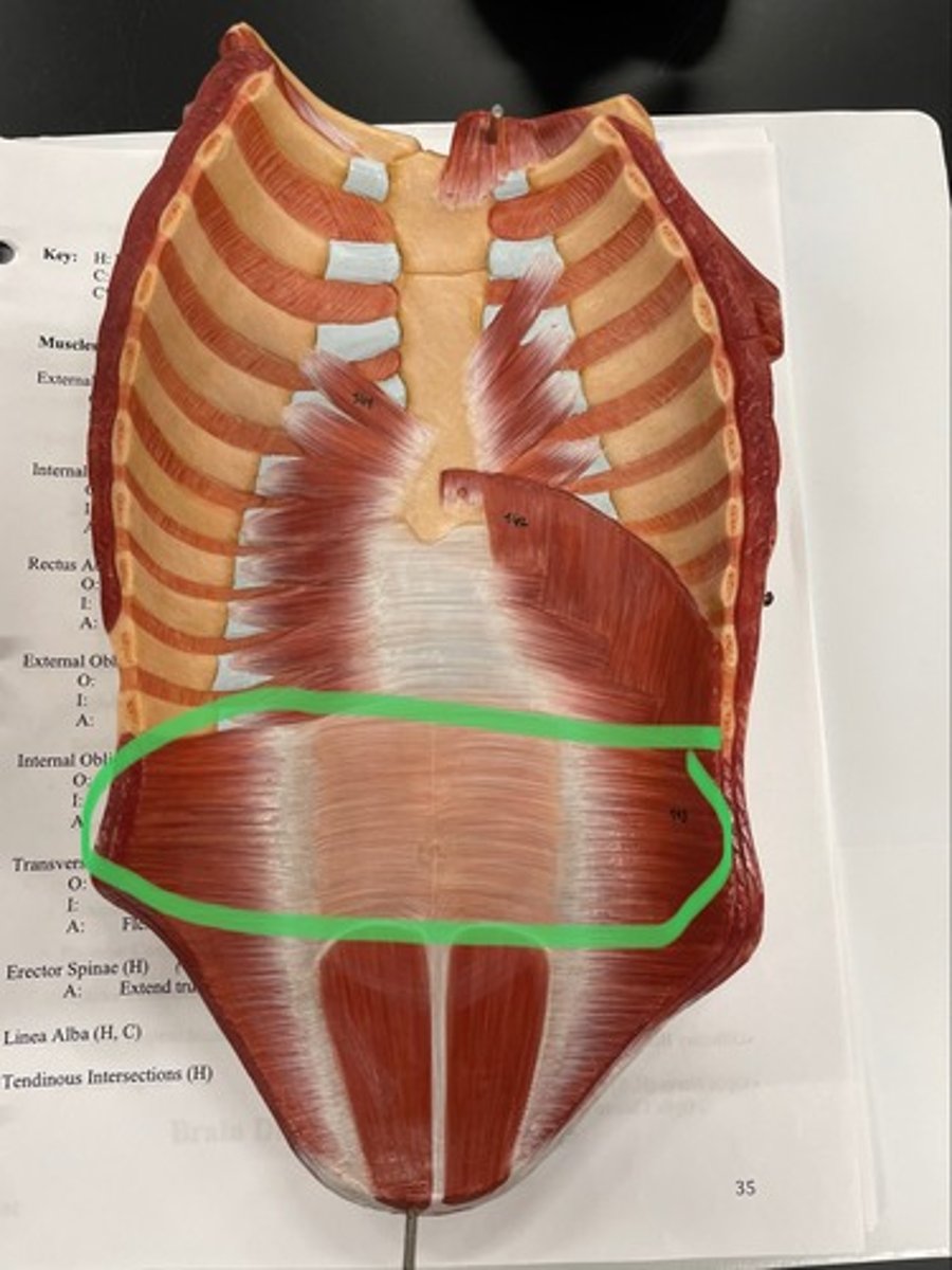 <p>O: lumbar vertebrae</p><p>I: linea alba; inguinal ligament</p><p>A: flex trunk, compress abdomen</p>